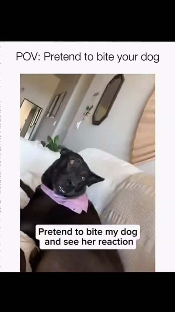 Cover for #pawfectga #pawfectpetsbyga #pawfectlyfunnyga #gaflufffails #gafloofsquad #onlyatpawfectga #gacomedycrew #dailyderpga #lolpetsga #funnypetsbyga #lolsbyga #lolsbygaclips #petlaughsga #gacomedypets