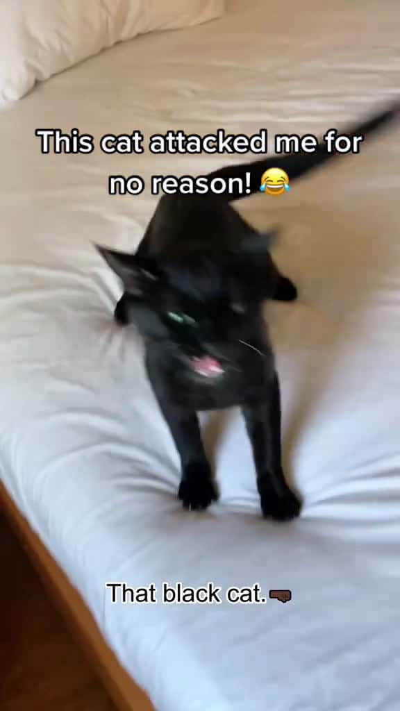 Cover for This cat attacked me. fyp fyp funny funnycat foryou foryoupage funnycats funnyanimals petv 88814 #followMe