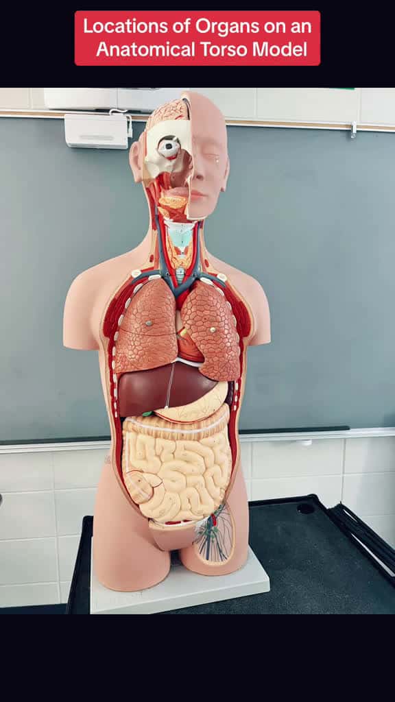 Cover for Locations of Major Organs on an Anatomical Torso Model #anatomy #anatomyclass #anatomyteacher #anatomylesson #anatomyandphysiology #humanorgans #introtoanatomy #study #studytok #studywithme #nurse #nursingstudent #nursingschool #medicalstudent #medicaltiktok #science #sciencetok