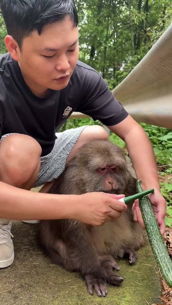 Cover for Look at her side eyes monkey monkey xingxing cute lovely 71734 #followMe