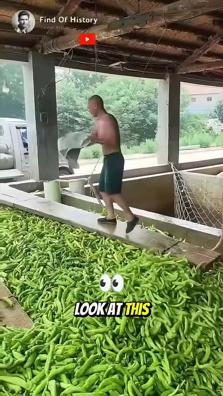 Cover for Unbelievable The Farmer Is Filling Fresh Green Chilies Part 01 shorts short unique