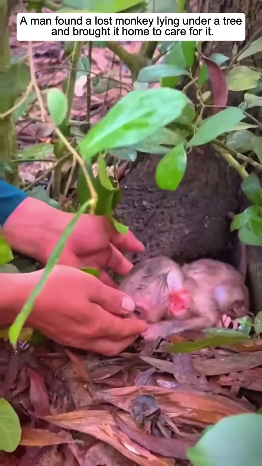 Cover for A man found a lost monkey lying under a tree and brought it home to care for it animalshorts