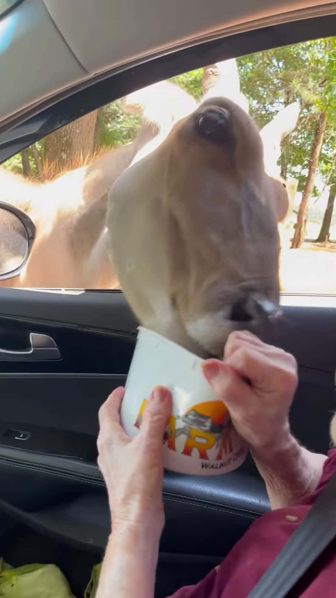 Cover for #CaughtOnCamera African Eland Tries to Take Bucket from Elderly Woman.