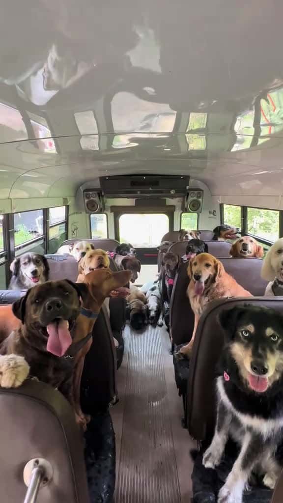 Cover for Wednesday snacks! Thank you Lolabell, George and Sandy! 🦴🐾 #dogsnack #dogpack #doglovers  created by K9 Konvoy with K9 Konvoy’s original sound