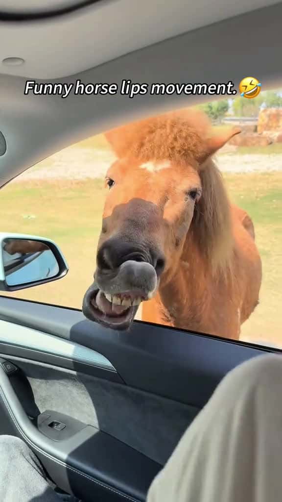 Cover for Funny horse lips movement. funny horse horses animals funnyvideos cute farm fyp fyp foryou 46079 #shortvideos