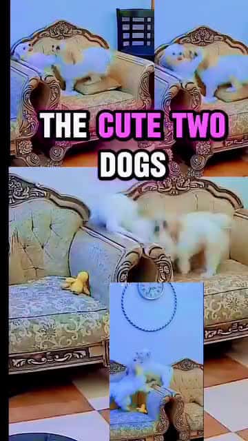 Cover for Long time playing #furbaby #furmom highlight