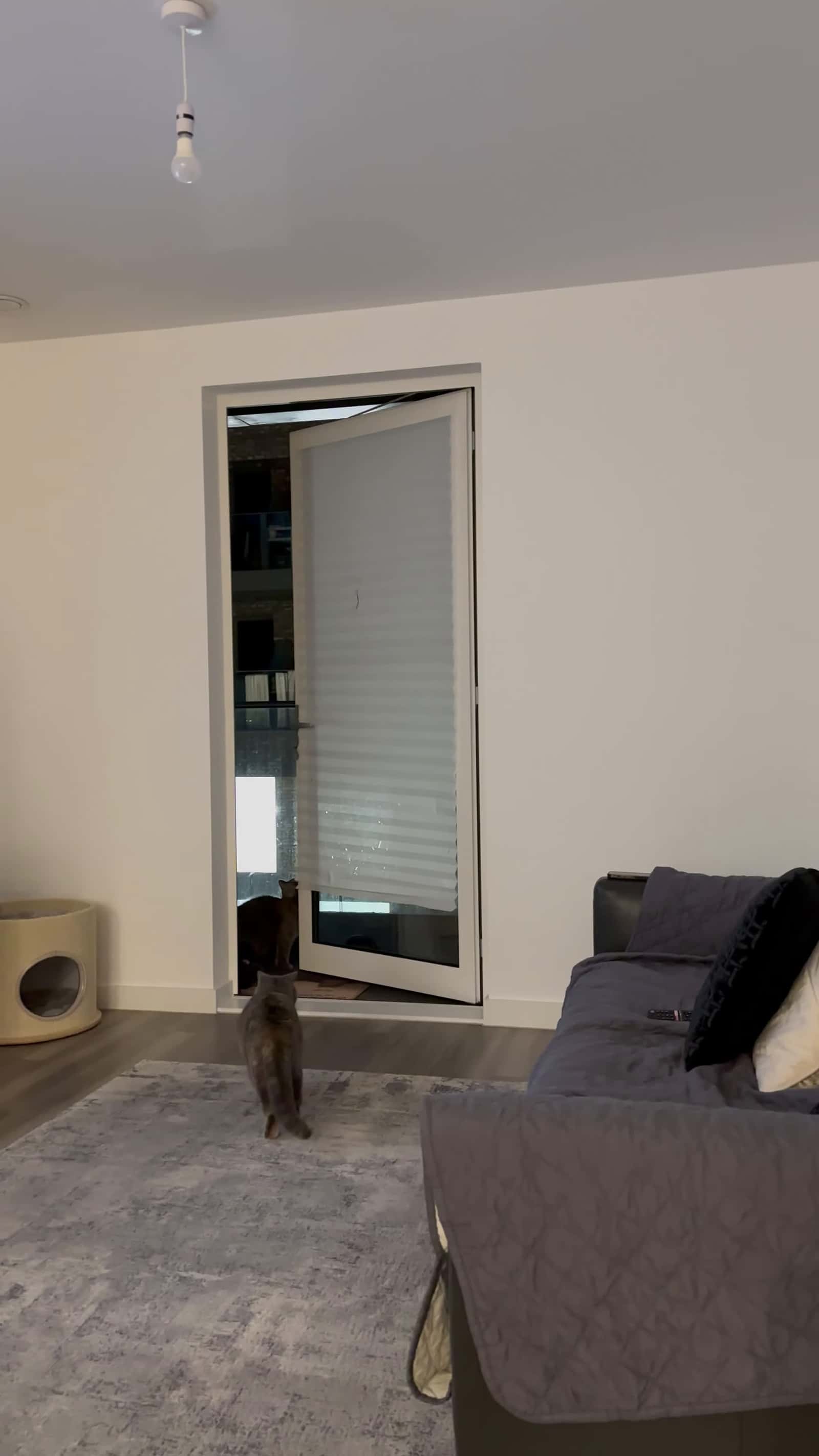 Cover for #FirstVideoChallenge Cat Rips Blind Curtain Chasing a Hidden Fly.