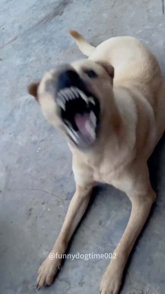 Cover for My dog is naughty fyp viral fyppppppppppppppppppppppp dogsoftiktok dogs fy dog fyp fyp pet 34542 #followMe