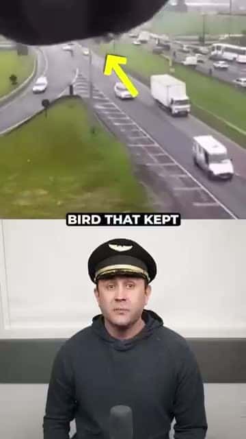 Cover for Traffic Cam Parrot Helps With Missing Person's Case