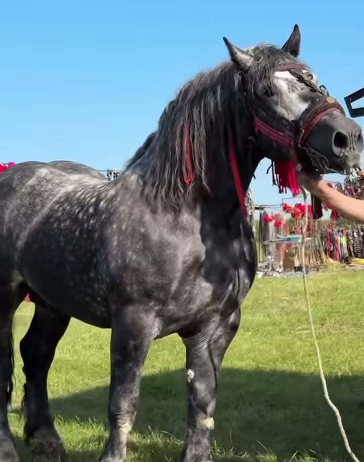 Cover for Best Horse Video 023 #horse #horsesoftiktok #horselover #horselife #horselifestyle #fpy