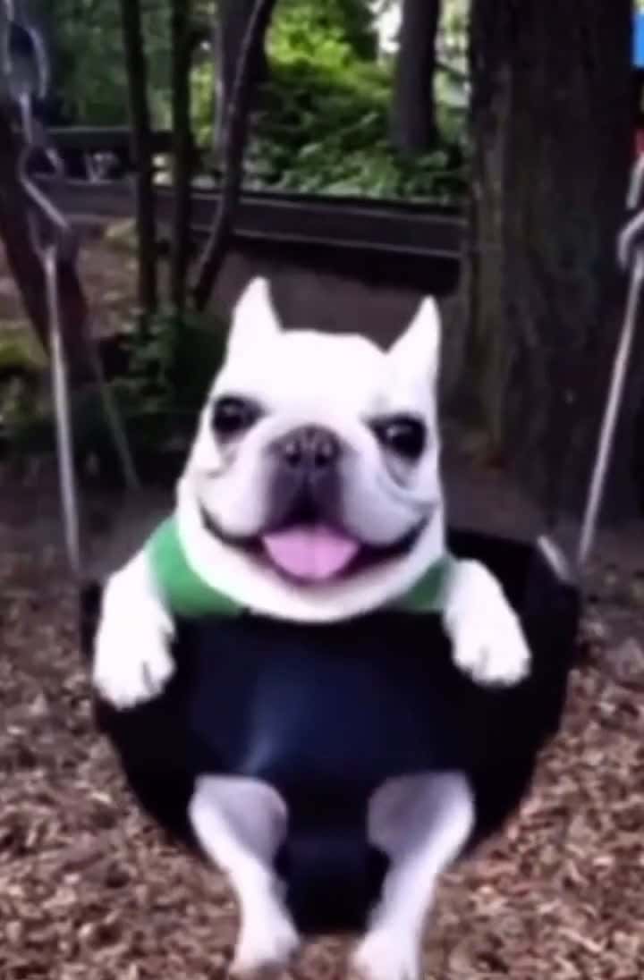 Cover for Cute little dog