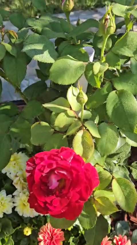 Cover for I had 2 gorgeous roses bloom this morning! #viralvideo #Scoopzvideo #nature