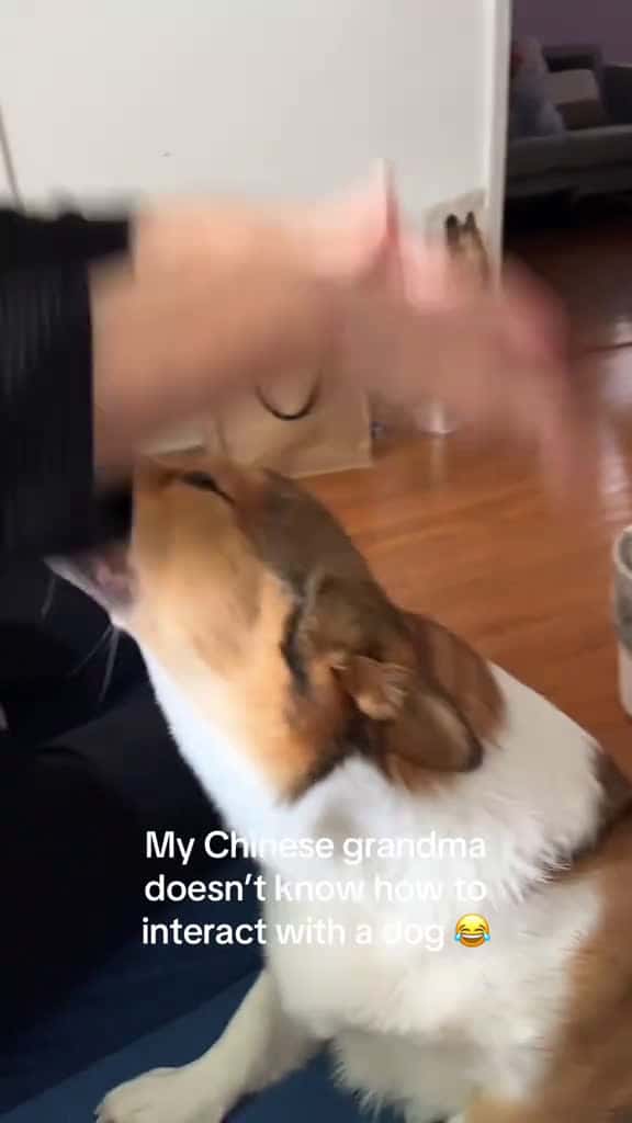 Cover for Grandma's Heartwarming Encounter with a Corgi