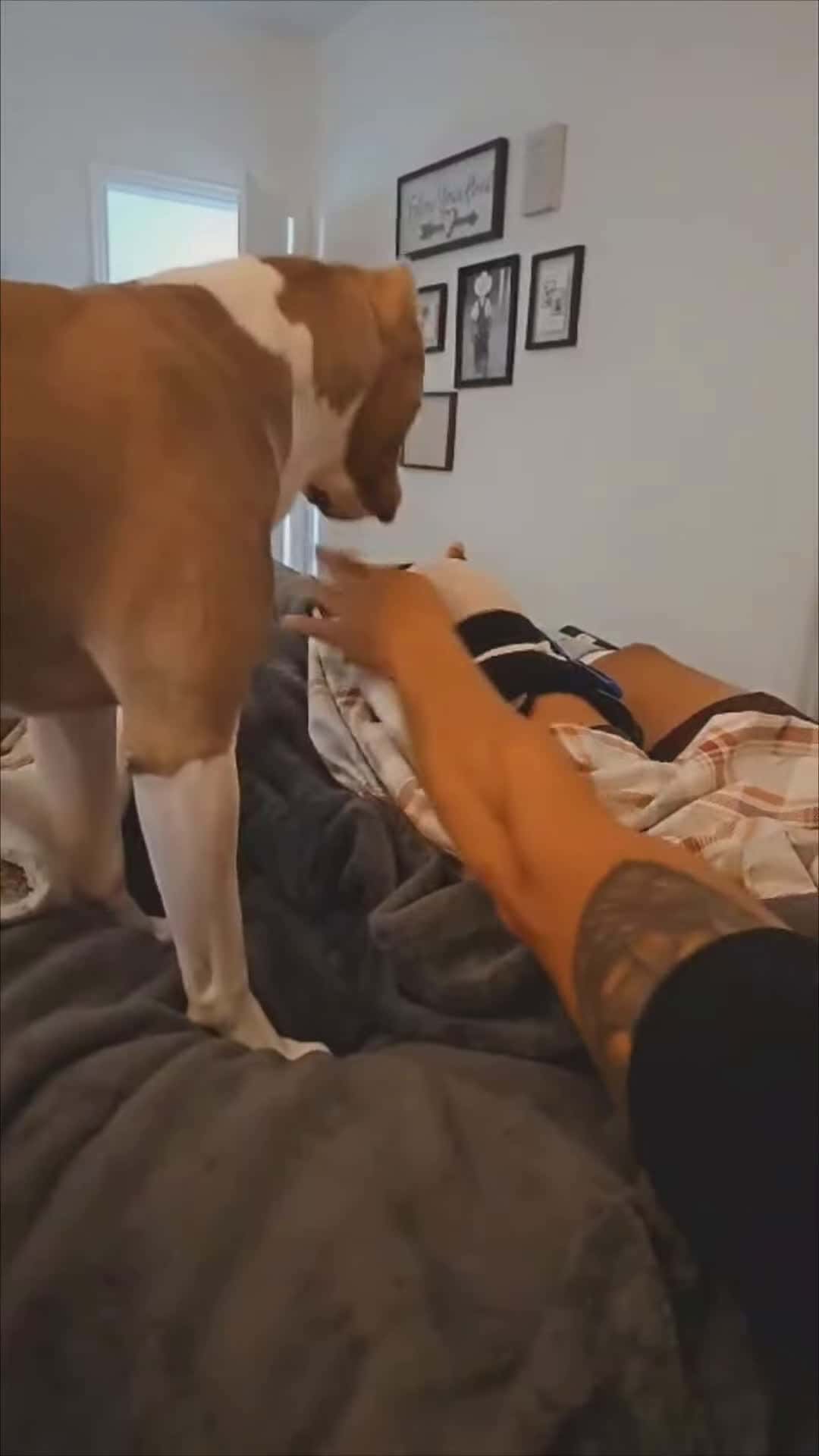 Cover for #FirstVideoChallenge Sweet Loving Dog Covers Owners Injured Leg.