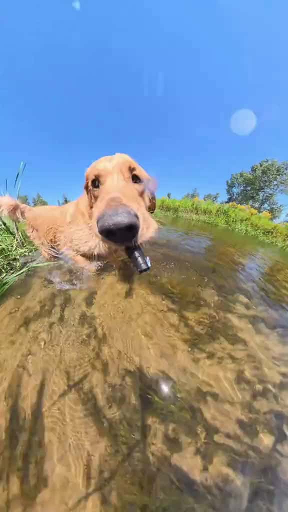 Cover for the tallest grass I’ve ever hopped 🐰🌾#goldenretriever #dogsoftiktok #dogs  created by willysworld with willysworld’s original sound