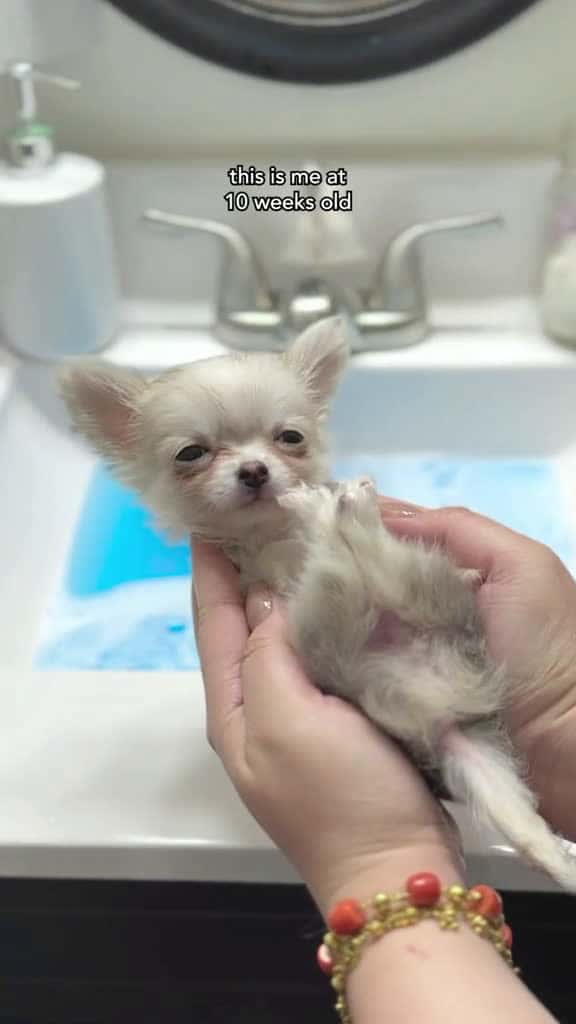 Cover for Barley’s 1st bath at 10 weeks old 🐾🤍 #teacupchihuahua #chihuahua #doglife #viral  #pet  #scoopz 