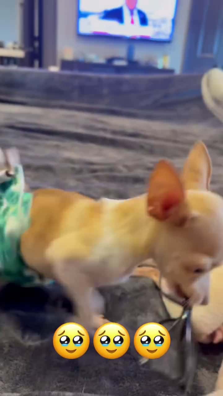 Cover for Too cute