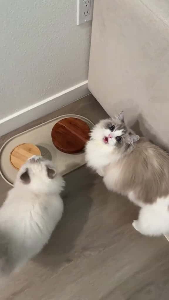 Cover for Ponyo is always making sure Luna is following the rules and sitting before they eat 😅#ragdollcat #ragdollkitten #whatifeedmycat #whatmycateats #feedingtime #catmom #catmeme #catsoftiktok #sillycats #funnycat #cat  #viral  #scoopz 