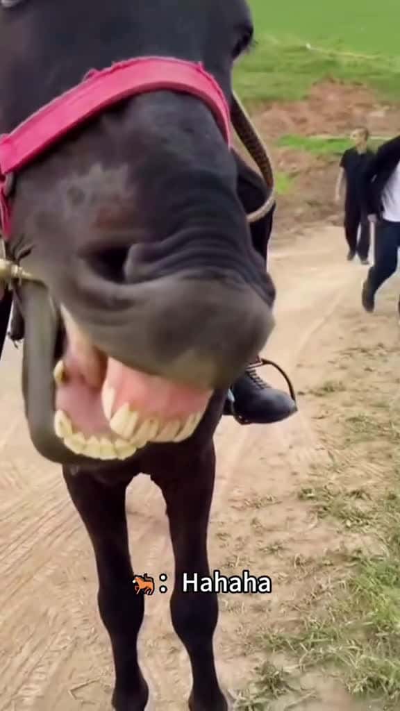 Cover for Amusing horses fyp funny horse horsesoftiktok animal farm foryou foryoupage viral 71245 #trending