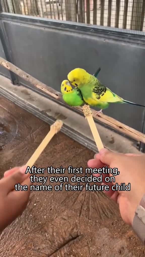 Cover for Funny parrot🦜🦜#parrot #parrots #parrotsoftiktok #fyp #foryou #foryoupage #funnyvideos #funny #funnytiktok #bird #birds  created by pets babytime with pets babytime’s original sound
