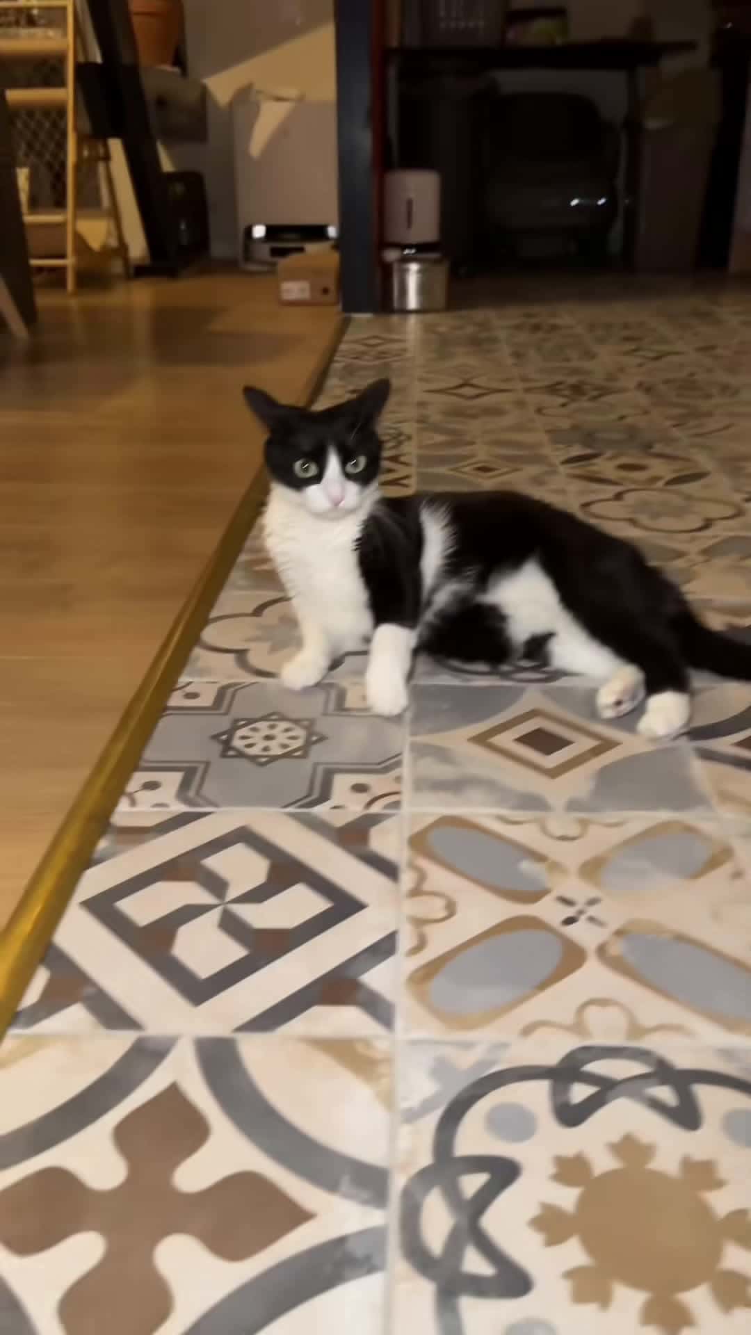 Cover for Catare you ready 😼😼#funnyvideos #pet #fyp #cute #foyou #fyppppppppppppppppppppppp #tiktok #catlover