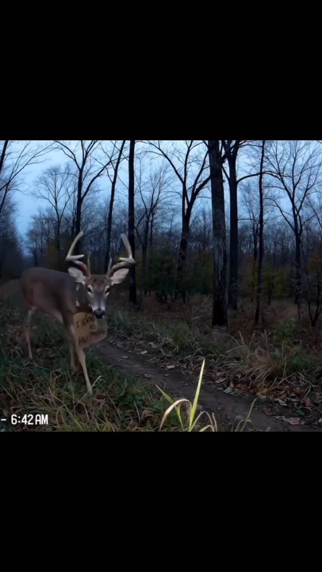 Cover for 😂 #xzybca #hunting #Amazing #viral #rifle #fypシ #guns #share #funny #buck #trendingnow #huntingseason #lmao #shortreels #outdoors #followme #reelsviral #doe #viralreels #deerhunting #animals #funnyreel #shorts #l4l #summervibes