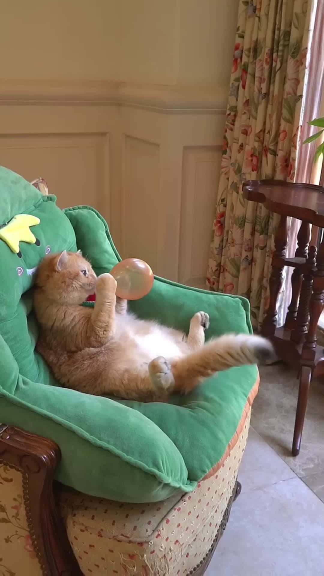 Cover for funny cat lover 😂 #funny #shortvideos #cats 
