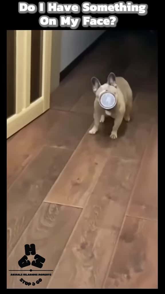 Cover for What Is So Funny Hooman (Is There Something On My Face)#dogs #memes #face #bowls #whatsofunny #hooman #trending #following #viral #fyp #worldwide #AHMBrand