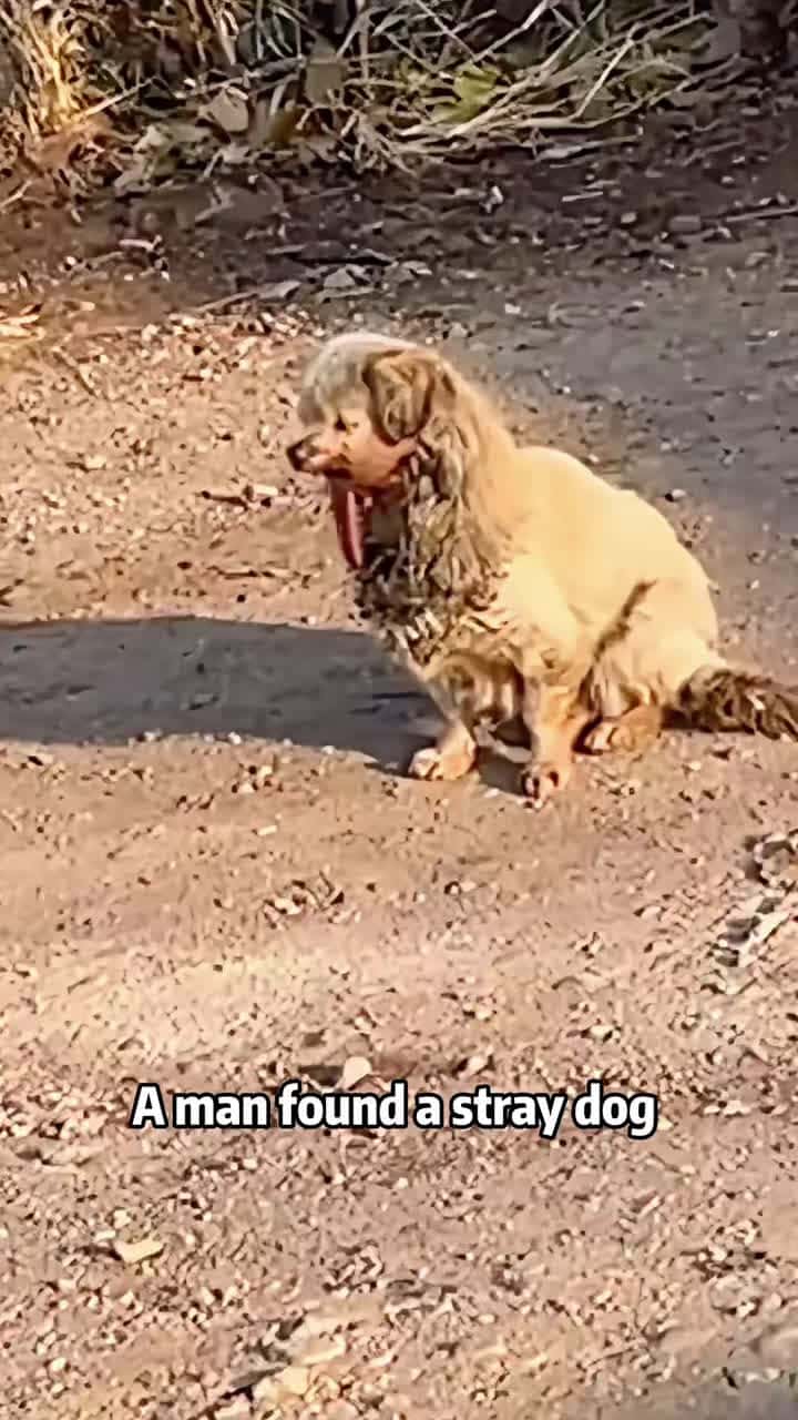 Cover for #FirstVideoChallenge A dog without a chin💔💔please treat animals kindly#dog #animals