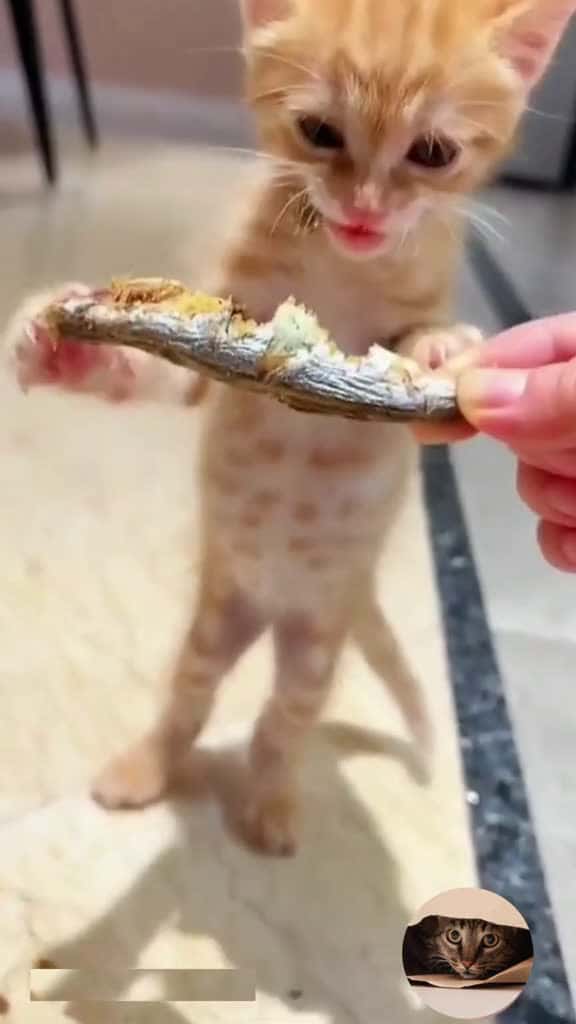 Cover for Cats eating fish and human food cat fyp fypviral fup cateating cateatingfish cata 89189 #shortvideosscoopz