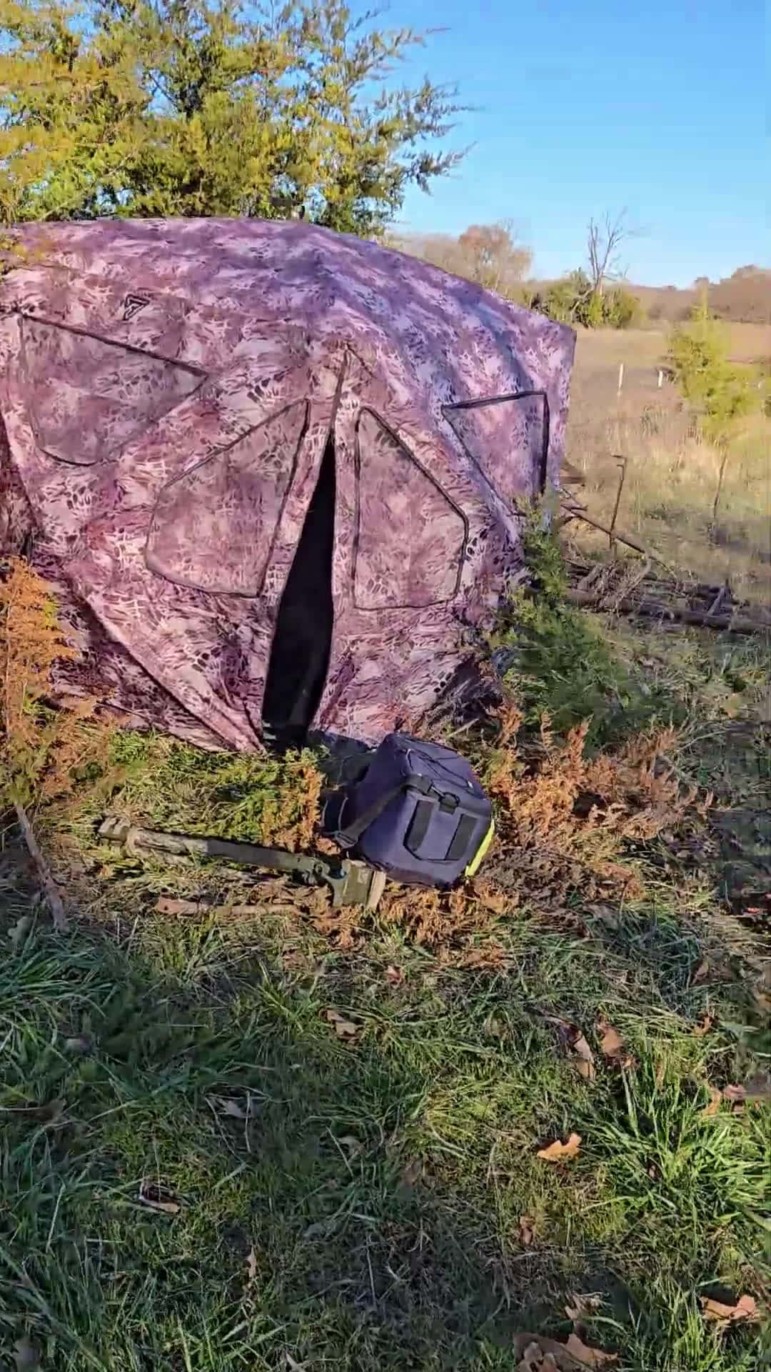 Cover for Deer Gets Stuck in Camping Tent