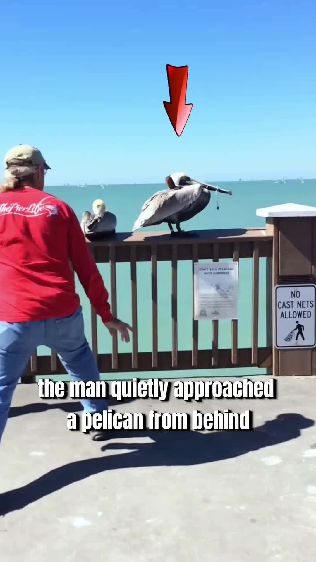 Cover for #OddlySatisfying Kind people will eventually be rewarded by animals💕#pelicans