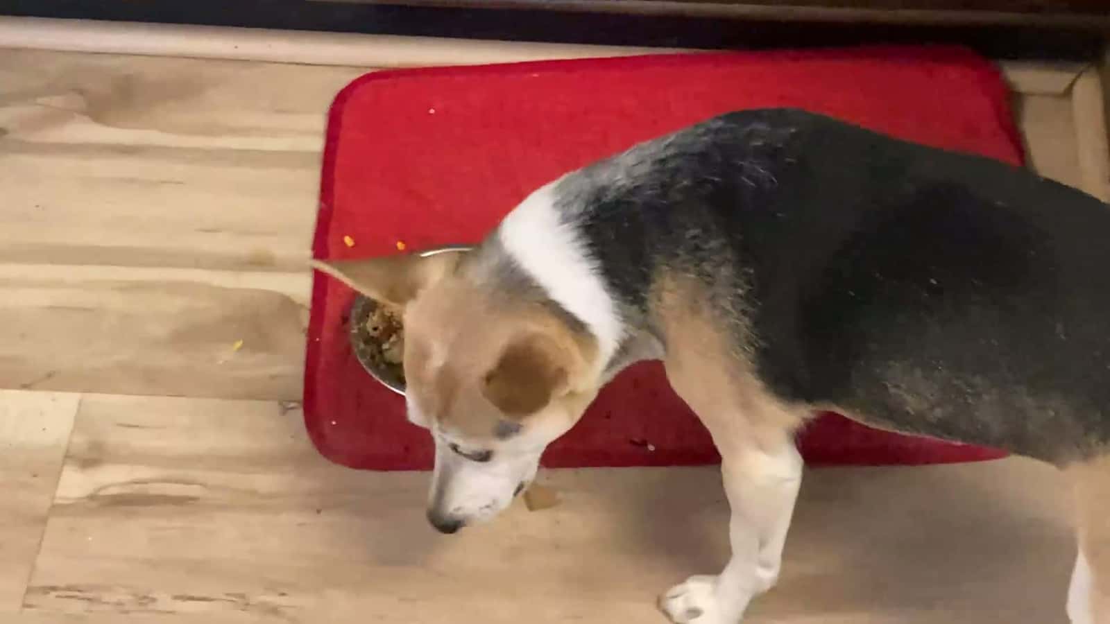 Cover for Starsha, my little sweetheart girl ❤️ picky eater, eating and enjoying her (The) Farmer’s Dog food with her old kibble!! 😎 ❤️ 🐶!!!