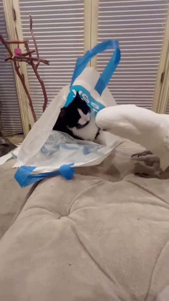 Cover for The most chaotic duo of 2025 bird cat animal funny fyp foryou 34542 #american