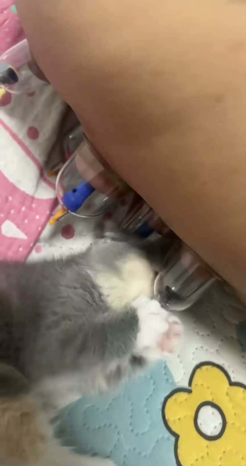 Cover for Does the little kitten have some misunderstanding about cupping?😂🐱🍼