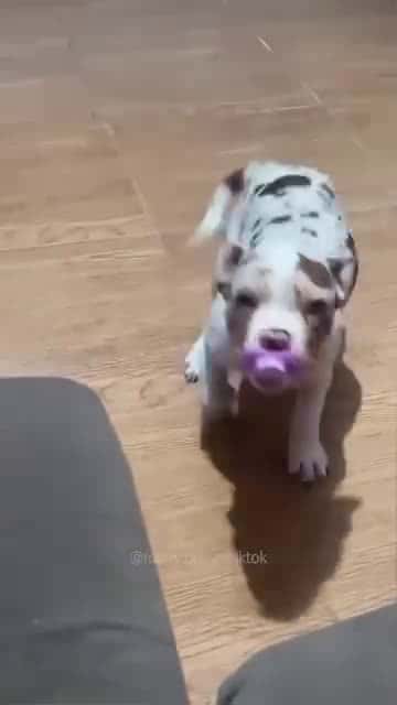 Cover for #funnydog #dog #dogsofinstagram #dogs #funnydogs #dogstagram #puppy #cutedog #doglife #doglover #funny #instadog #dogoftheday #doggo #doglovers #happydog 10