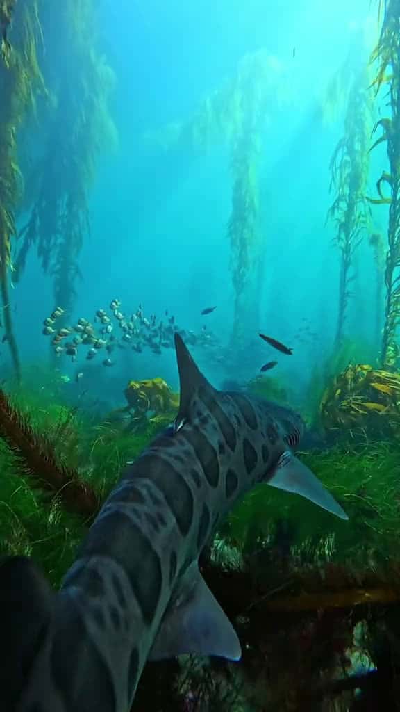 Cover for Tailing the locals 🦈 Shot by @Reel Swim Shady off the coast of southern California #gopro #sharkweek #lagunabeach #leopardshark #shark #wildlifephotography