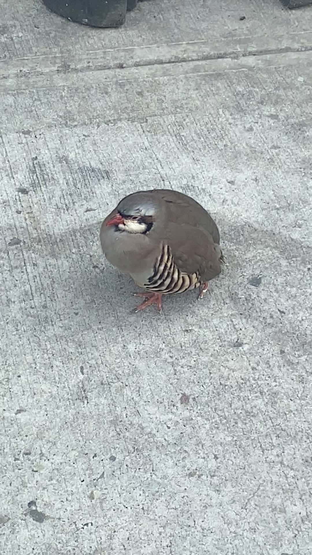 Cover for What kind of bird is this ? #follow me for more