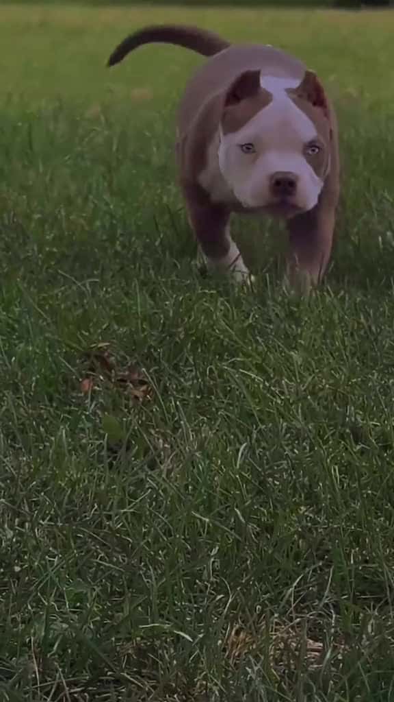 Cover for Vilo and his mama Vega 🙌🙏 11 weeks old. BamBam bullies #fyp #foryou #foryoupage  created by Vega Guerriera with Eazy-E’s sonido original