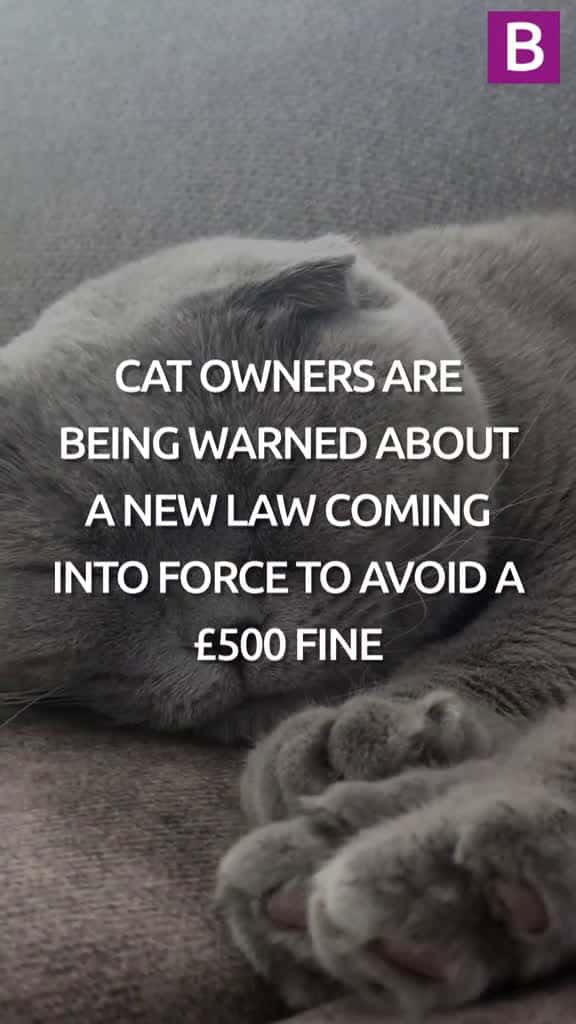 Cover for A new law for cat owners coming into play next year could see a 500 being given if ignored 90528 #trendingscoopz
