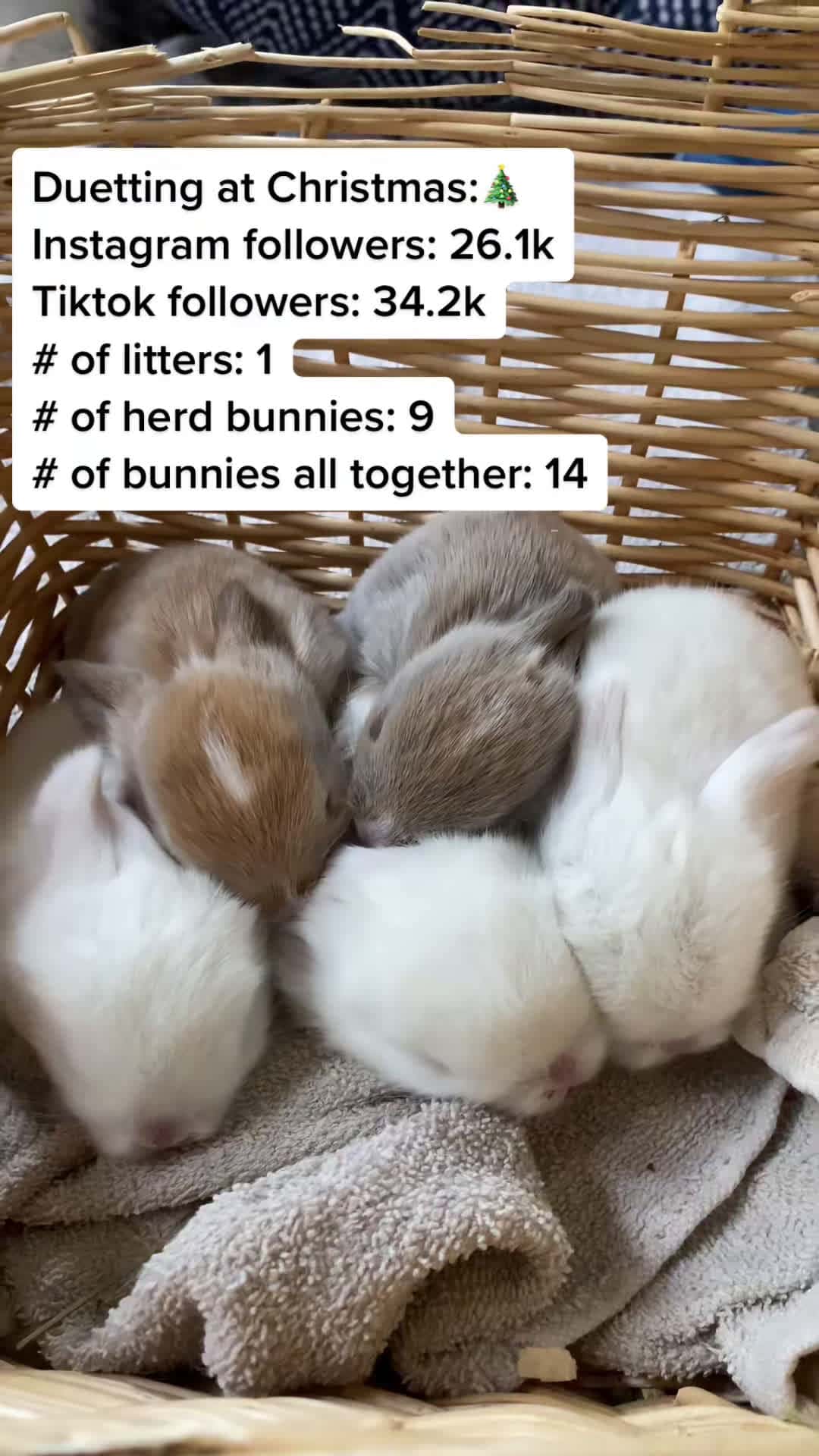 Cover for Duetting at christmas!🎄🎄 #hollandlop#hollandlops#bunny#bunnies#rabbit...