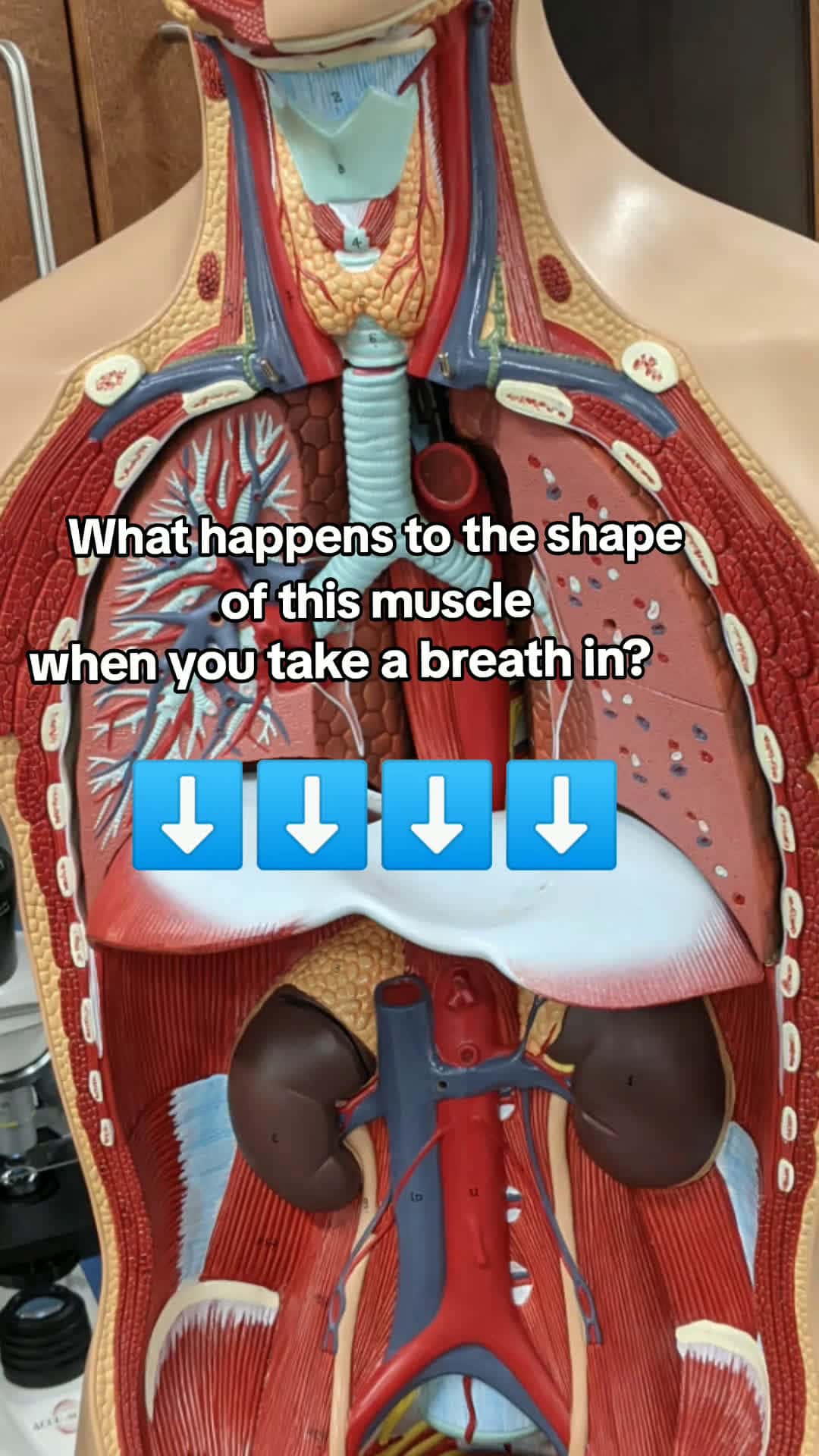 Cover for #anatomy #diaphragm #anatomyteacher #studytips #physiology #studytok #teachersoftiktok #anatomyinstructor #examtomorrow #student #anatomyandphysiology #studyhacks #breathing