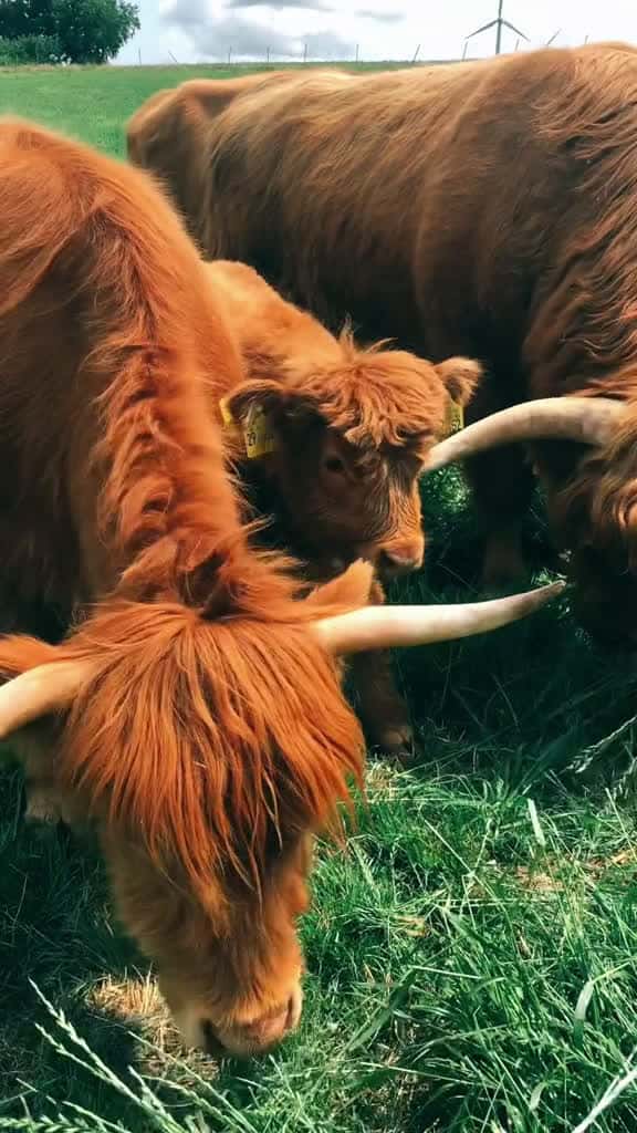 Cover for #highlands #highlandcalf #highlandcow #babycalf #cowsontiktok #socute...