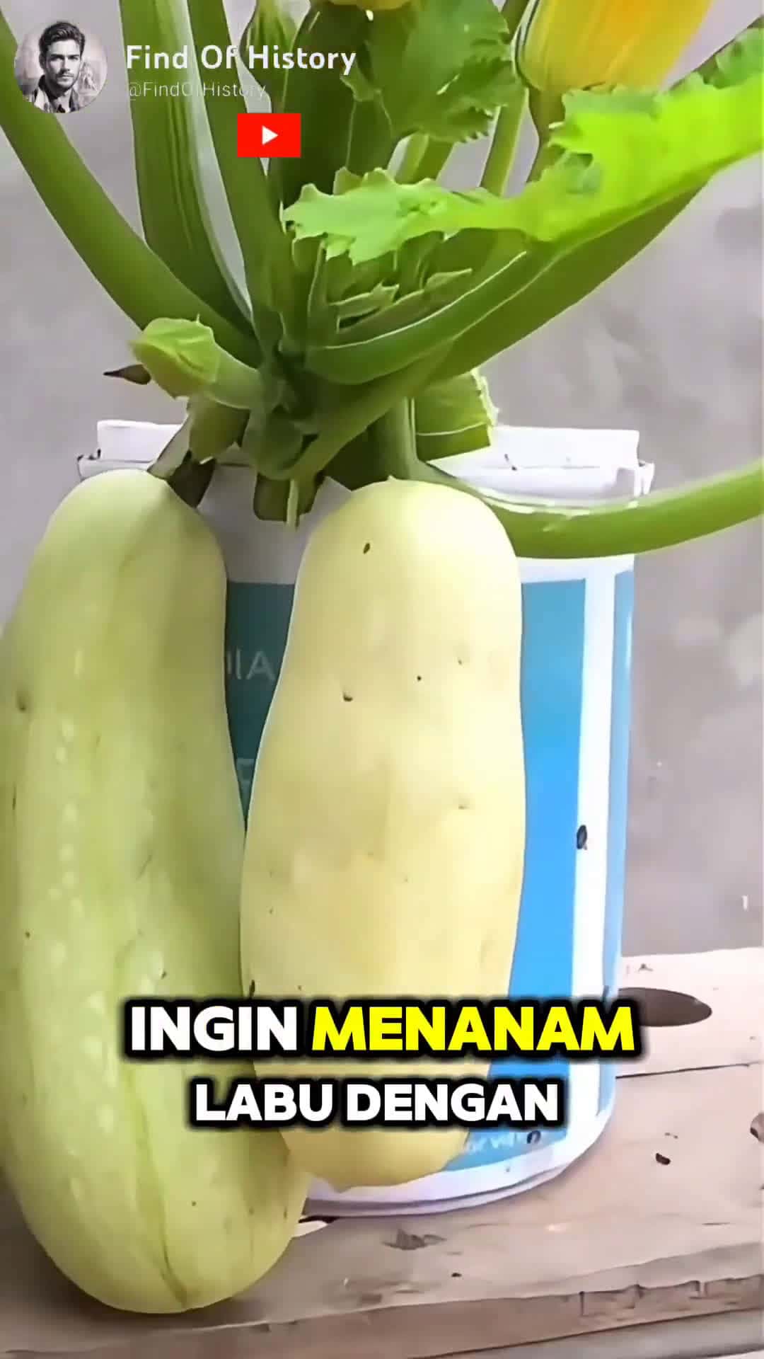 Cover for Unbelievable Easy Ways to Plant Pumpkin Seeds at Home Part 01 shorts short unique