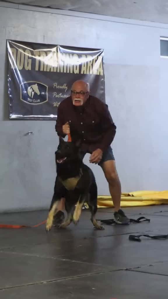Cover for 'Rook working on handler defense. #germanshepherd #alsatian #malinois #schutzhund #igp' by Rose Short