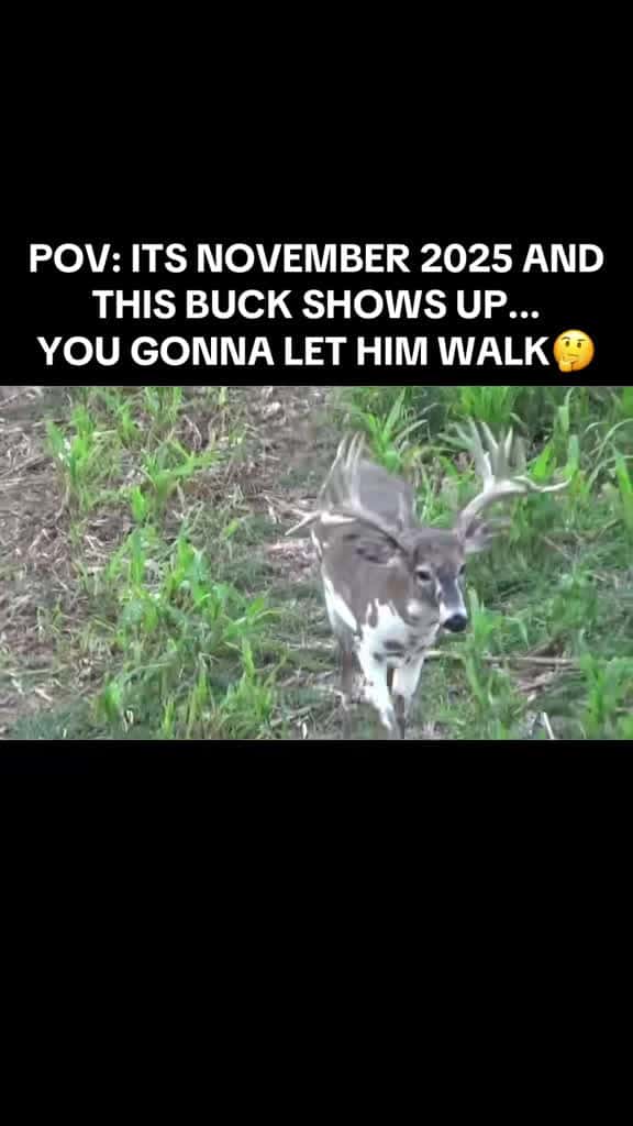 Cover for First deer stepping out for 2025 season! Are you taking the shot or letting him walk? 🤔🦌 #deerhunting #huntinglife #deerseason