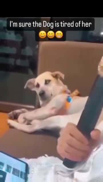 Cover for Funny and cute dogs compilation #funnydog #cutedog #dogoftiktok #doglover #dog #dogoftiktok #foryoupage #funnypet #doggo #talkinganimals #foryoupagereels #funnyanimals #foryou 836