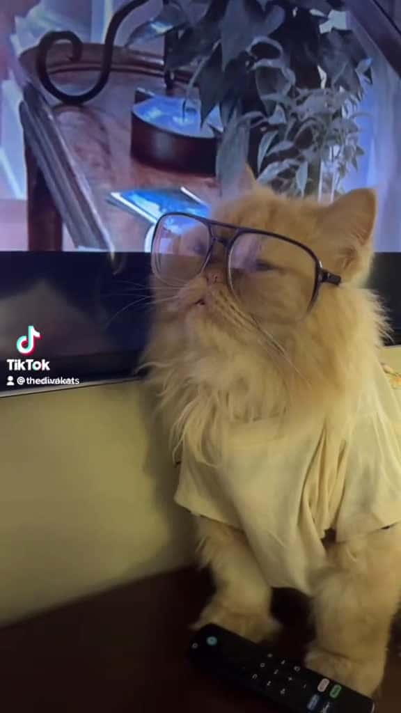 Cover for Say hi to Loki #lookatmycat #funnycats #cats #catsoftiktok #fyp #fypシ゚viral #fypage #thedivakats  created by Thedivakats with cats_i_guess’s Hey look at my cat