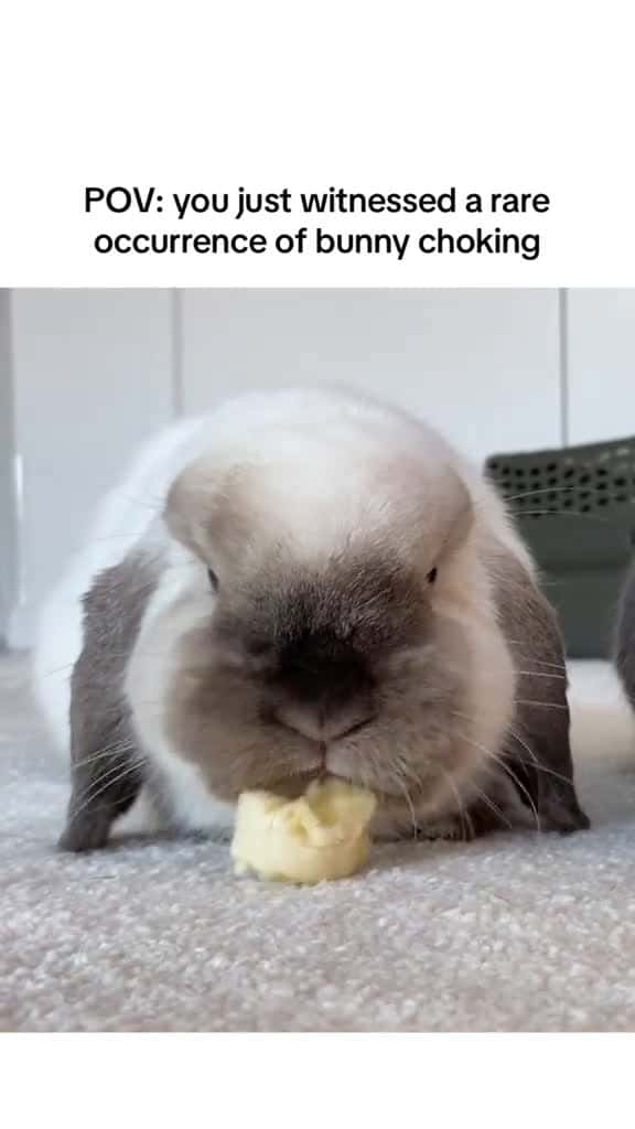 Cover for Yes he s completely ok Didn t even bother him and he finished eating the banana bunny rabb 29902 #shortvideos