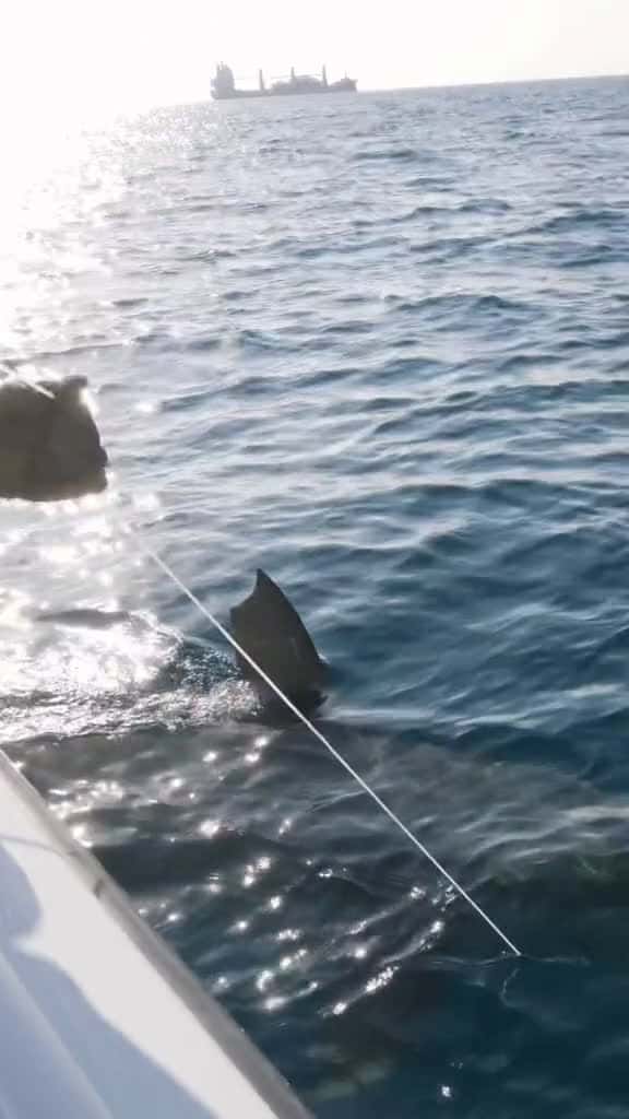 Cover for Catching and releasing this record-sized hammerhead with Greg Norman is one of the greatest moments in BlacktipH history!! #catchandrelease #sharkfishing #hammerhead #fishing 
